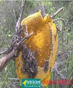 asp mật ong rường nguyên chất