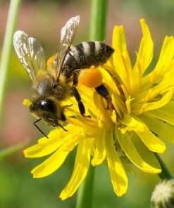 mật ong rừng từ hoa cúc