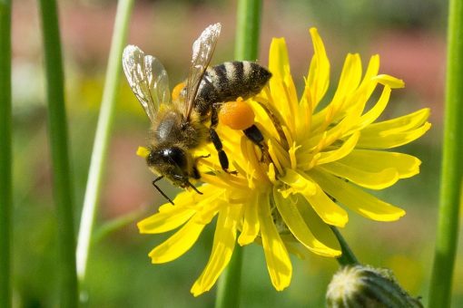 mật ong rừng từ hoa cúc